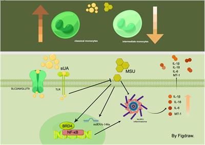 Frontiers | The dysregulation of immune cells induced by uric acid